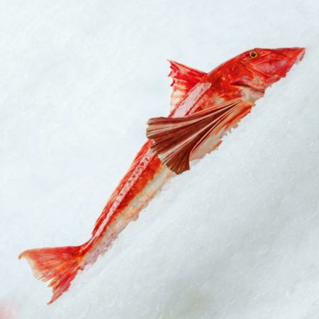 Rubio (Unidad) | Desde <b>28€</b>/Kg